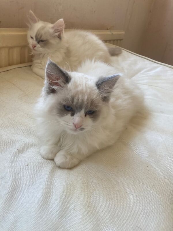 Ragdoll kittens for sale in Exeter, Devon | Image 3