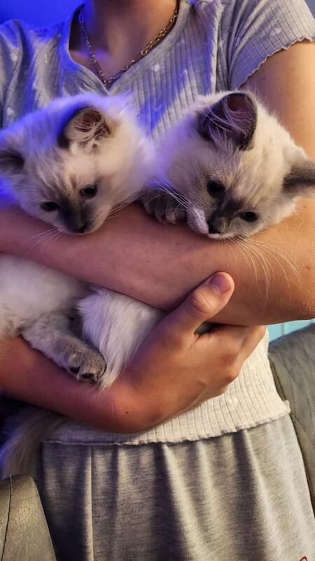 Ragdoll kittens for sale in Oldham, Greater Manchester