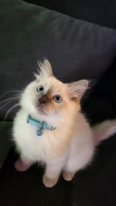 Ragdoll kittens for sale in Oldham, Greater Manchester | Image 2