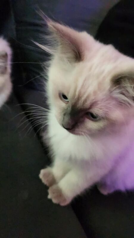 Ragdoll kittens for sale in Oldham, Greater Manchester | Image 3