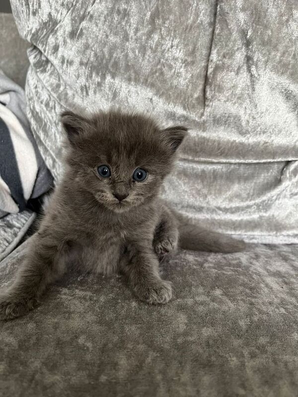 Ragdoll kittens for sale in Luton, Bedfordshire
