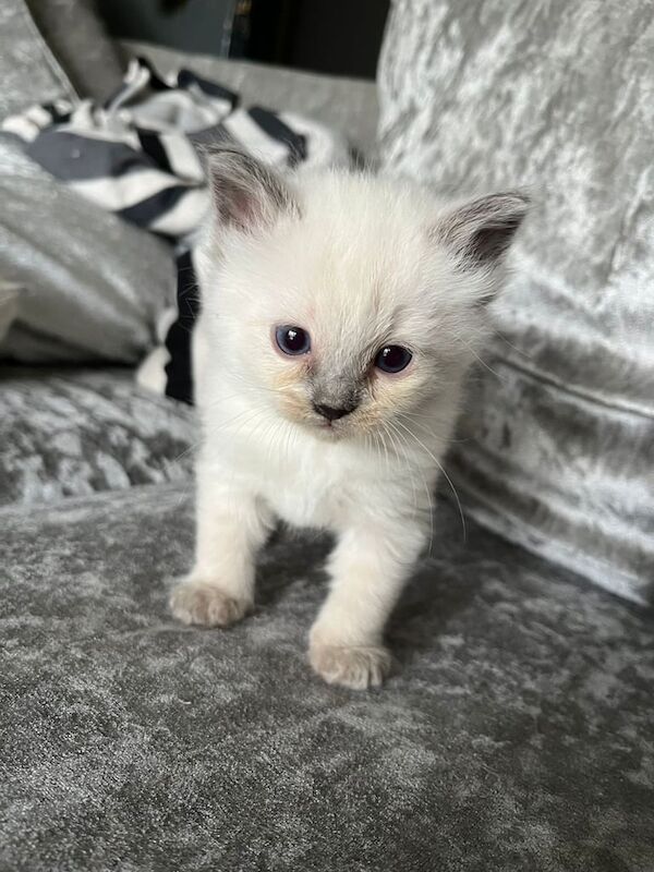 Ragdoll kittens for sale in Luton, Bedfordshire - Image 2