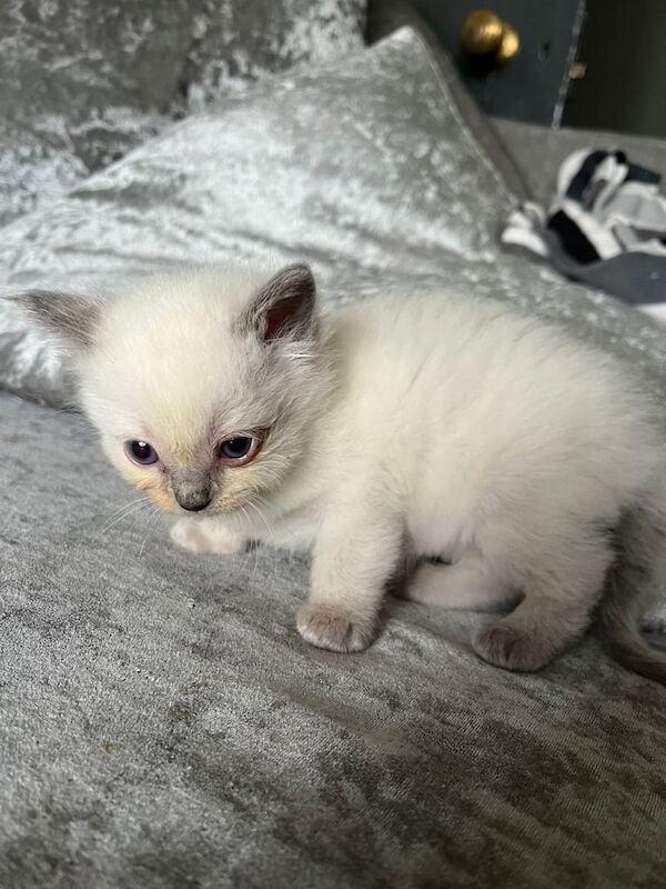 Ragdoll kittens for sale in Luton, Bedfordshire - Image 3