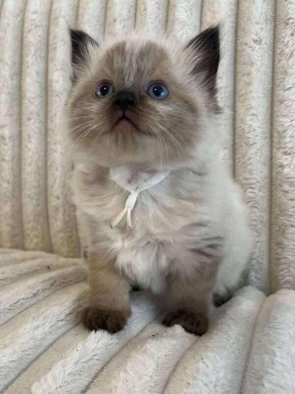Ragdoll kittens for sale in Sunderland, Tyne and Wear