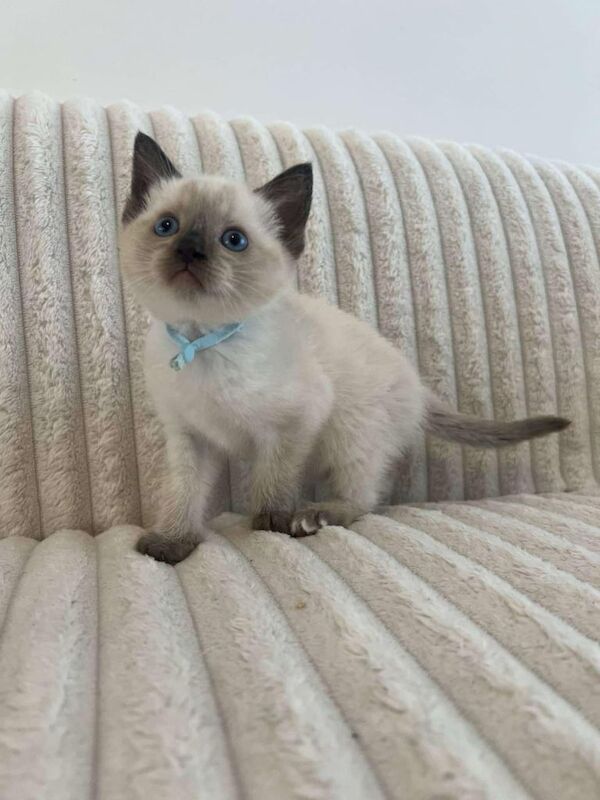Ragdoll kittens for sale in Sunderland, Tyne and Wear | Image 2