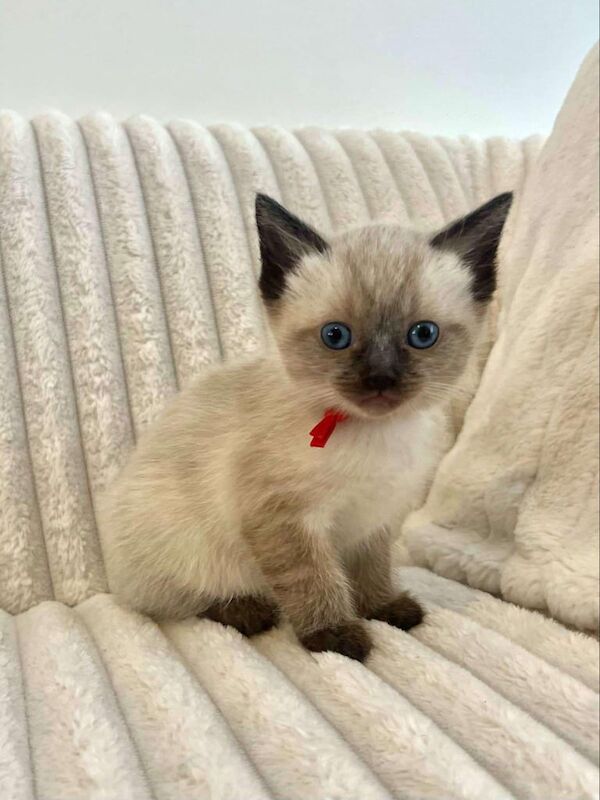 Ragdoll kittens for sale in Sunderland, Tyne and Wear | Image 3
