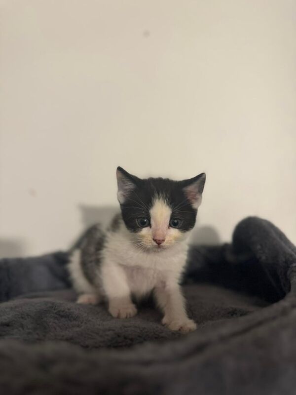 Ragdoll kittens for sale in Harlow, Essex