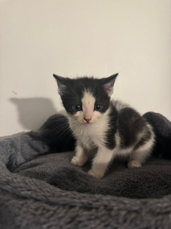 Ragdoll kittens for sale in Harlow, Essex | Image 2