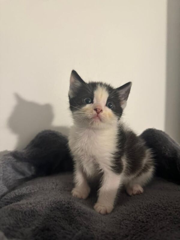 Ragdoll kittens for sale in Harlow, Essex | Image 3