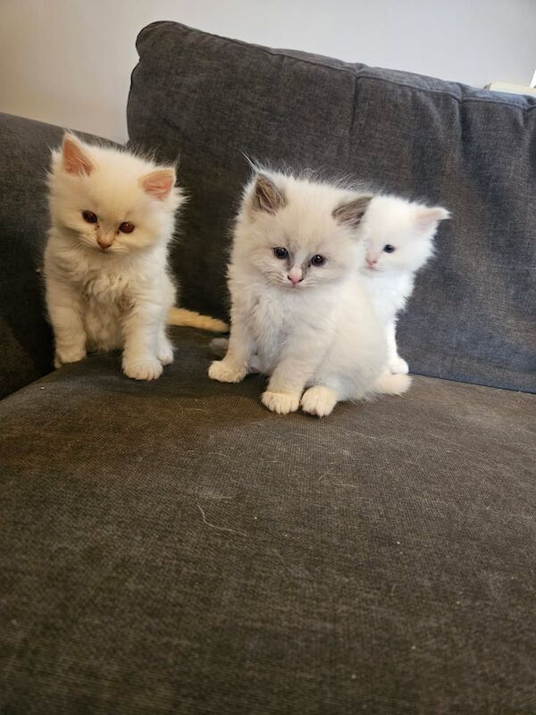 Ragdoll kittens for sale in Ballymena, County Antrim