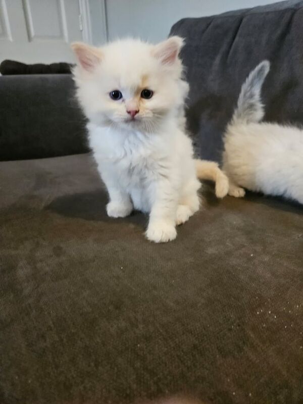 Ragdoll kittens for sale in Ballymena, County Antrim | Image 2