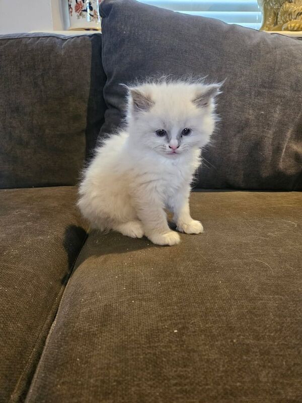 Ragdoll kittens for sale in Ballymena, County Antrim | Image 3