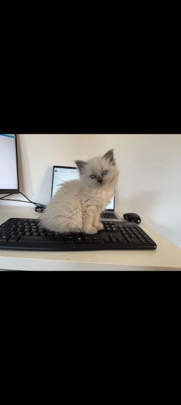 Ragdoll kittens for sale in Putney, Greater London - Image 2