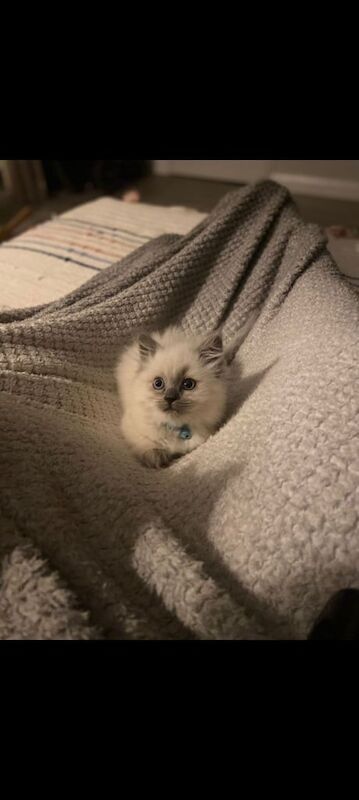 Ragdoll kittens for sale in Putney, Greater London - Image 3
