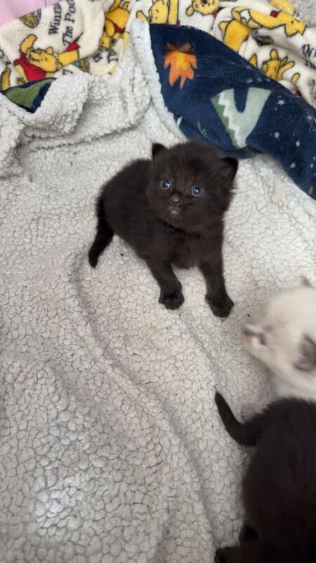 Ragdoll kittens❤️❤️ for sale in Penarth, South Glamorgan