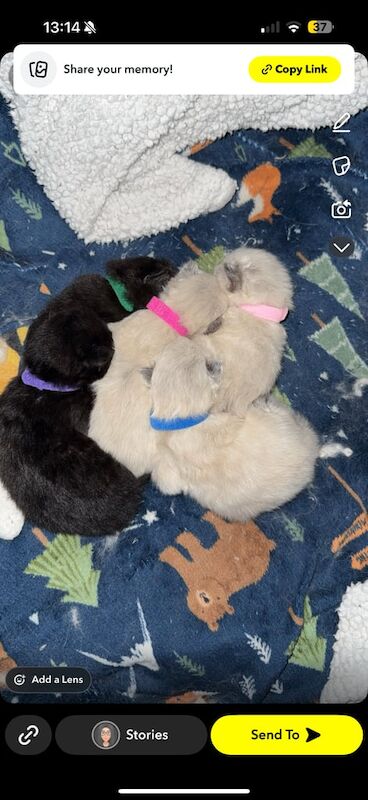 Ragdoll kittens❤️❤️ for sale in Penarth, South Glamorgan | Image 2