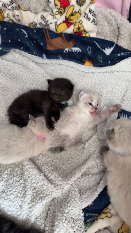Ragdoll kittens❤️❤️ for sale in Penarth, South Glamorgan | Image 3