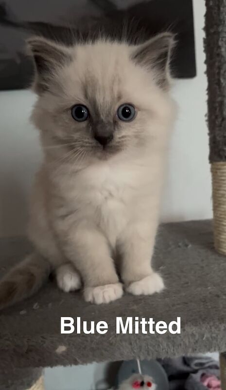Ragdoll Kittens for sale in Falkirk, Stirling and Falkirk