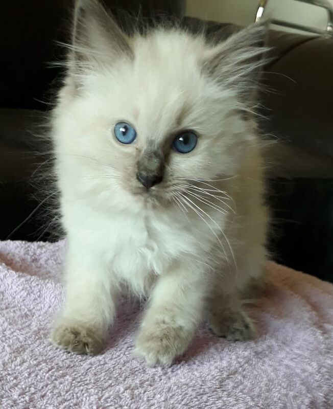 Ragdoll kittens for sale in Aberdeen, City of Aberdeen
