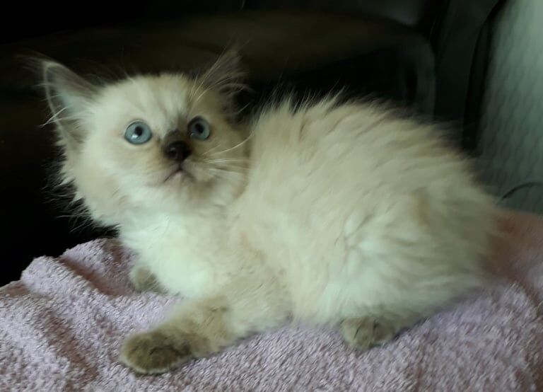 Ragdoll kittens for sale in Aberdeen, City of Aberdeen - Image 2