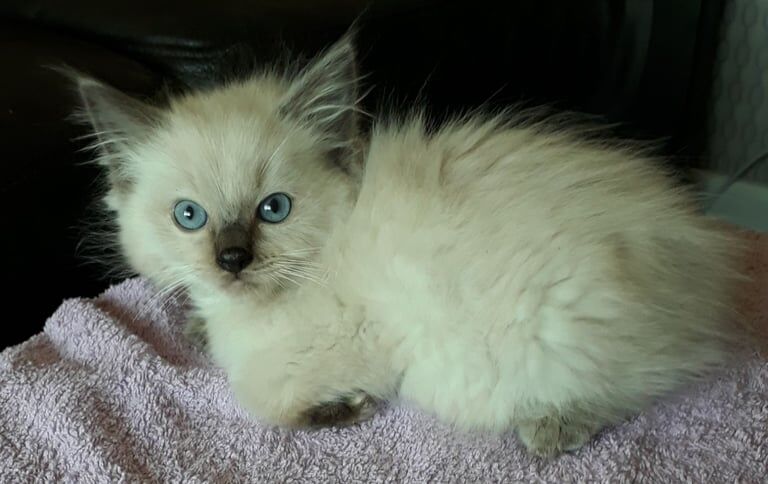 Ragdoll kittens for sale in Aberdeen, City of Aberdeen - Image 3