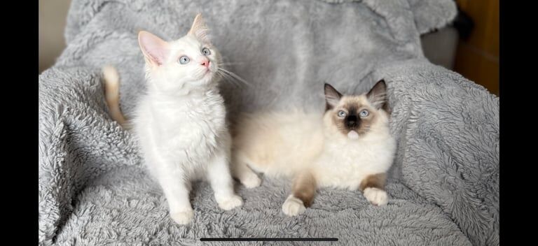Ragdoll kittens 14 weeks old for sale in Whitchurch, Bristol