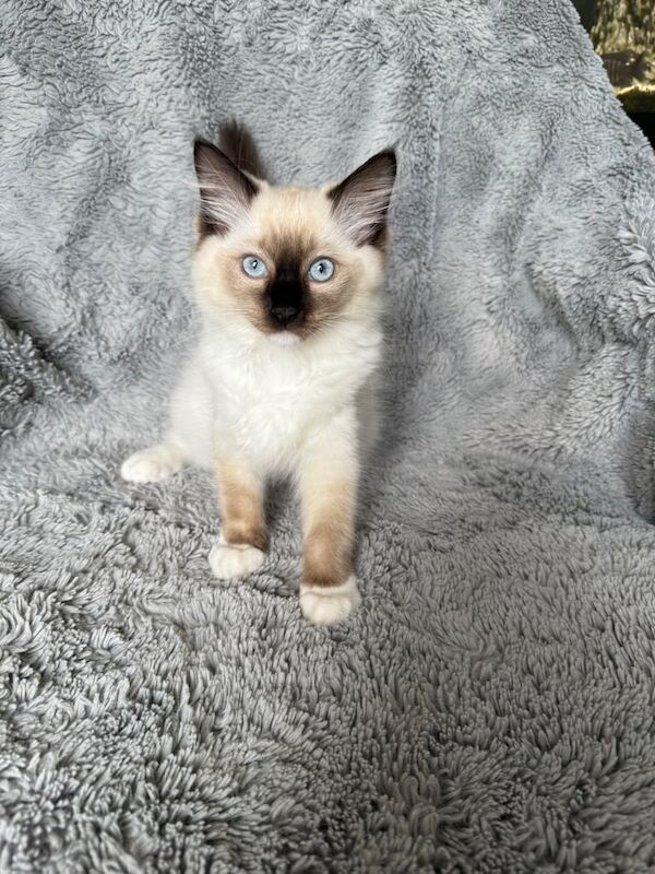 Ragdoll kittens 14 weeks old for sale in Whitchurch, Bristol | Image 2