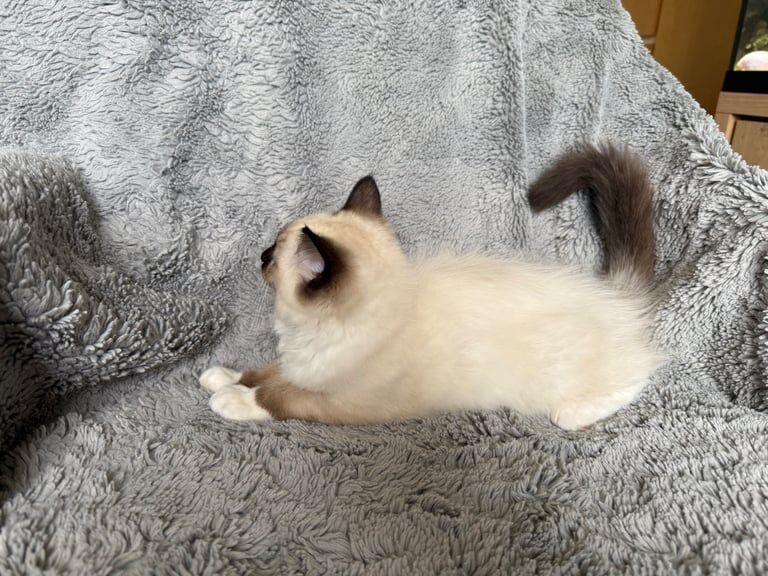 Ragdoll kittens 14 weeks old for sale in Whitchurch, Bristol - Image 3