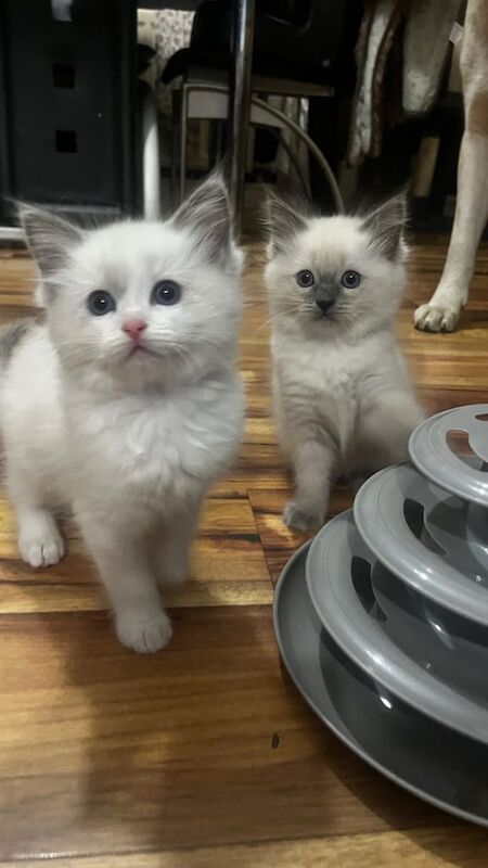 Ragdoll kittens for sale in Bishop Auckland, Durham