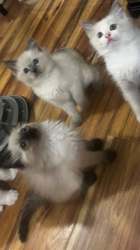 Ragdoll kittens for sale in Bishop Auckland, Durham - Image 2