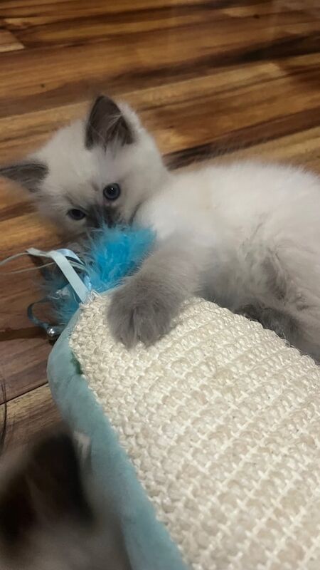 Ragdoll kittens for sale in Bishop Auckland, Durham - Image 3