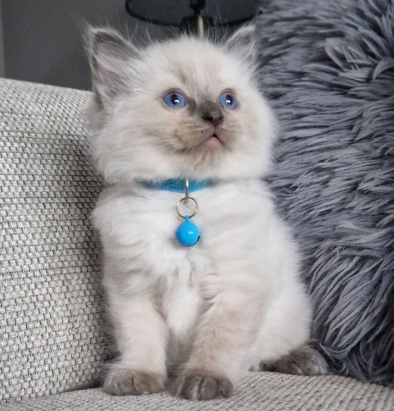 Ragdoll kittens for sale in Brough, East Riding of Yorkshire