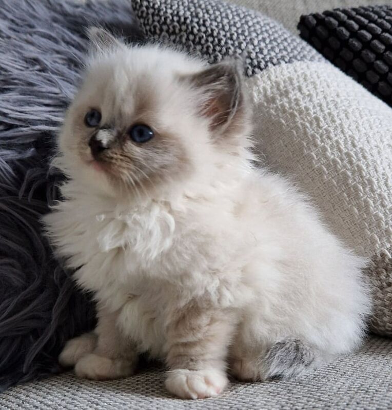 Ragdoll kittens for sale in Brough, East Riding of Yorkshire | Image 2