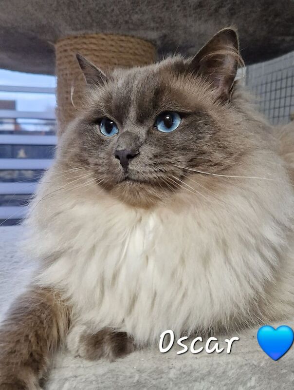 Ragdoll kittens for sale in Brough, East Riding of Yorkshire | Image 3