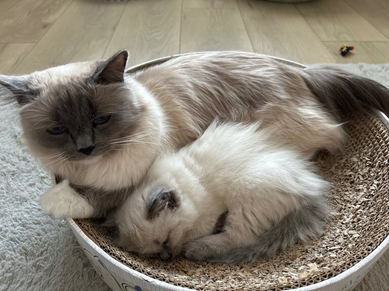 Ragdoll Kittens for sale in Musselburgh, East Lothian