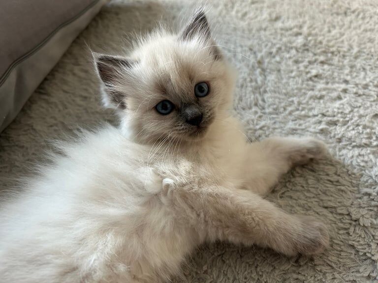 Ragdoll Kittens for sale in Musselburgh, East Lothian | Image 2