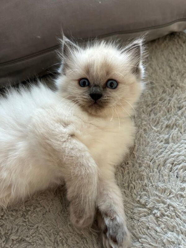 Ragdoll Kittens for sale in Musselburgh, East Lothian | Image 3