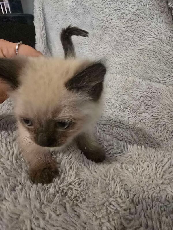 ragdoll kittens for sale in Durham, Durham