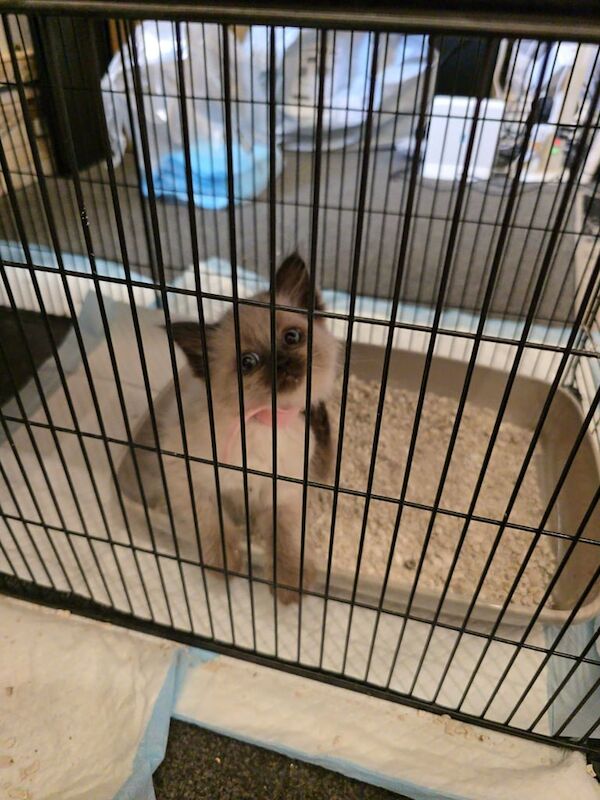 ragdoll kittens for sale in Durham, Durham | Image 2