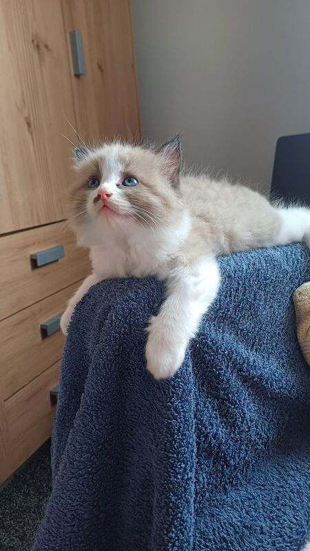 Ragdoll Kittens for sale in Plymouth, Devon
