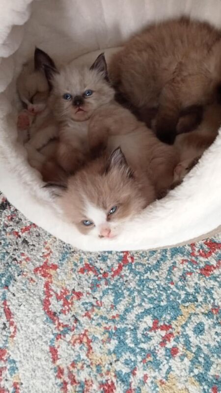 Ragdoll Kittens for sale in Plymouth, Devon | Image 2