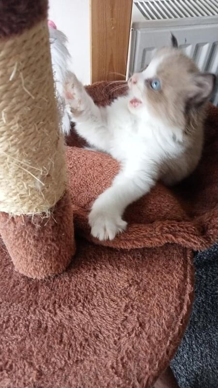 Ragdoll Kittens for sale in Plymouth, Devon | Image 3