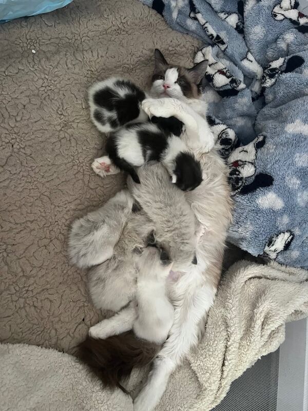 Ragdoll kittens for sale in Musselburgh, East Lothian