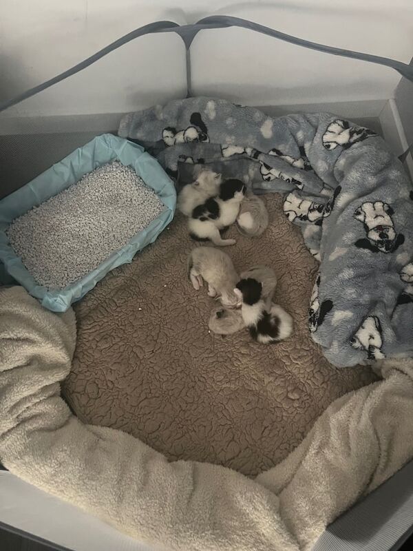 Ragdoll kittens for sale in Musselburgh, East Lothian | Image 2