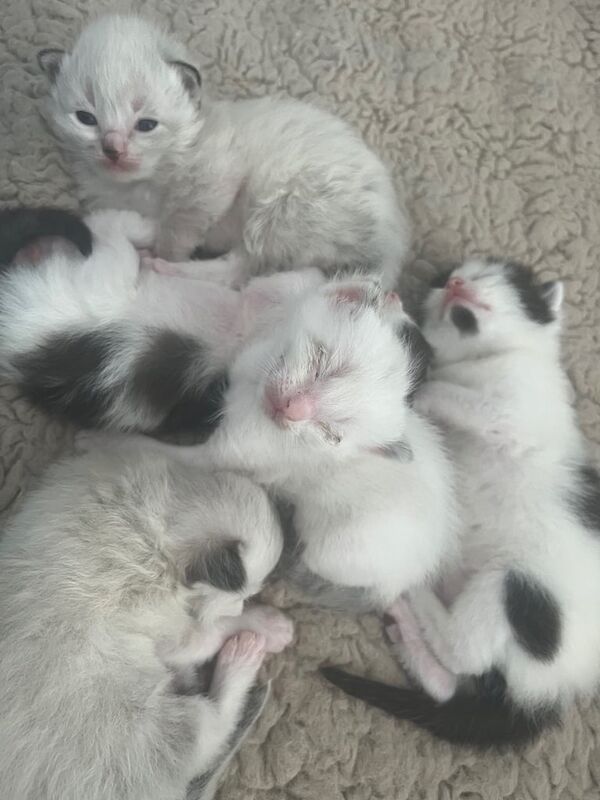 Ragdoll kittens for sale in Musselburgh, East Lothian - Image 3