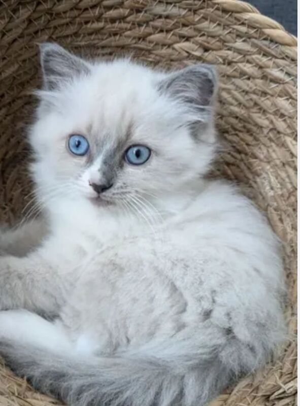 Ragdoll kittens for sale in Ballymena, County Antrim