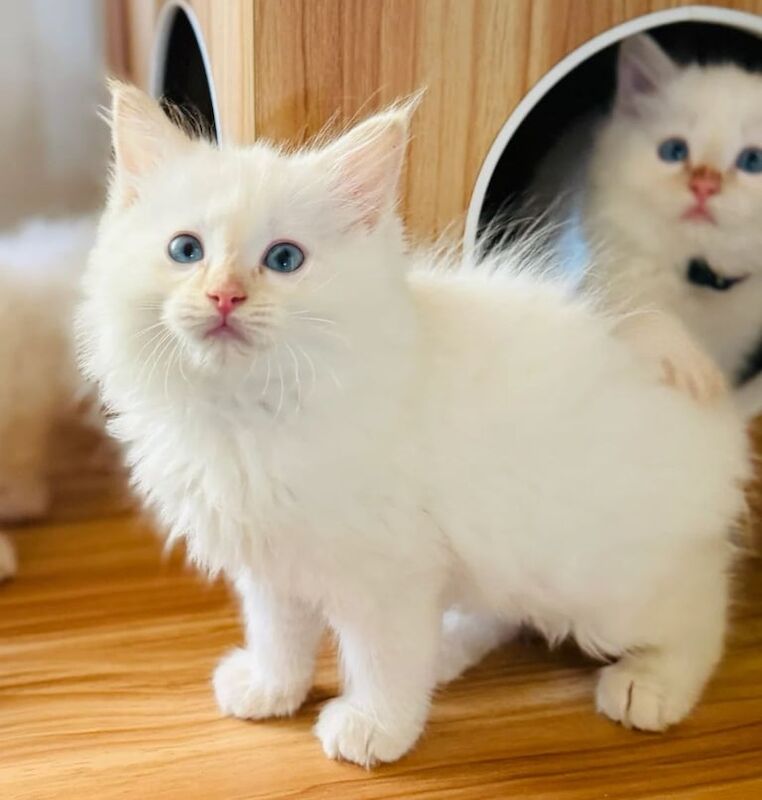 Ragdoll kittens for sale in Ballymena, County Antrim | Image 2