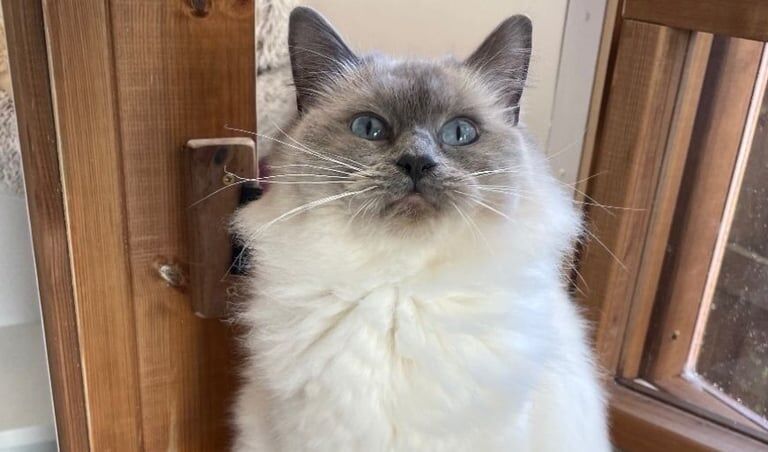 Ragdoll kittens for sale in Ballymena, County Antrim - Image 3