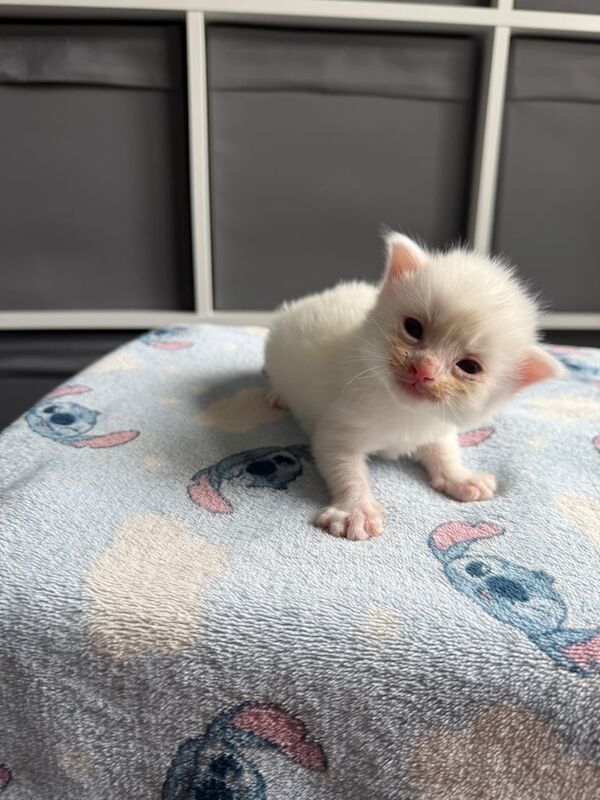 Ragdoll kittens for sale in Peacehaven, East Sussex