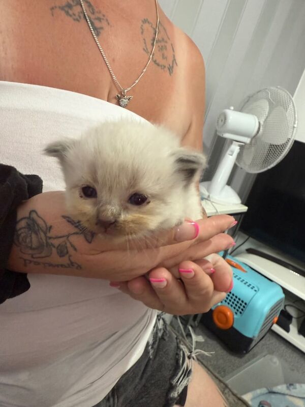 Ragdoll kittens for sale in Peacehaven, East Sussex - Image 2
